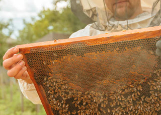 How to prevent Varroa Mite from invading your beehives