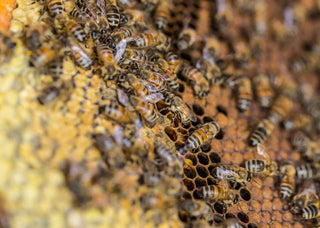 How to avoid the common mistakes made by beginner beekeepers