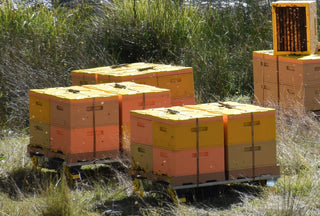 Embracing condensing hives is a game-changer for beekeepers