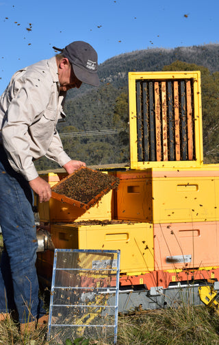 A photograph of an Australian beekeeper in protective clothing, carefully inspecting a beehive. The beekeeper is holding a hive tool, and the beehive is surrounded by other hives in the background. Bees can be seen buzzing around the hive being inspected. This image highlights the essential role of beekeepers in managing bee colonies, and the importance of protective gear to prevent bee stings during inspections