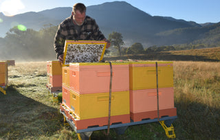 A picturesque view of a beekeeper in a flannel shirt inspecting a beehive with a stunning mountainous landscape in the background. The beekeeper is carefully holding a frame from the hive and observing the bees on it. The beehive is surrounded by other hives and greenery in the foreground. This image captures the serene beauty of beekeeping in natural surroundings and emphasizes the importance of maintaining a healthy environment for honeybees to thrive.
