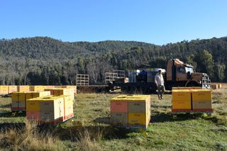A captivating photograph of a beekeeper walking towards a beehive, with a truck parked in the background. The beekeeper is ready to inspect the beehive. In the background, a beautiful Australian landscape with trees and vegetation can be seen, highlighting the natural surroundings of the apiary. This image depicts the importance of beekeeping in maintaining a healthy ecosystem and emphasizes the hard work and dedication required of beekeepers in managing their hives.