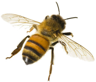 A close up image of a bee