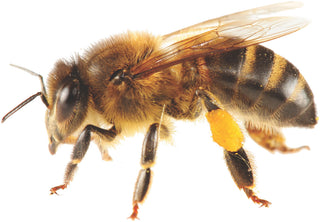 A closeup image of a bee on a white background.