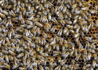 A close up image of a group of working bees. They are maintaining and developing honey comb.