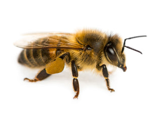 A macro image of a bee