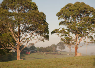 An image of a beautiful Australian landscape, featuring two gumtrees in the foreground. It shows an early morning fog and a typical Australian country house in the background.