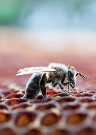 A close up image of a bee standing on a honey comb